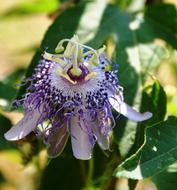 blue Passion Flower