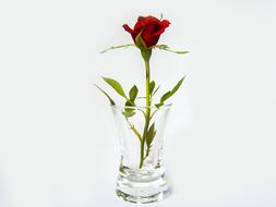 wondrous Red Rose in Glass