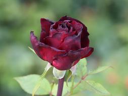 closeup view of dark red rose bud