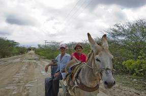 Farmers Donkey