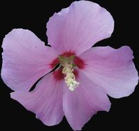 Hibiscus Garden Mallow
