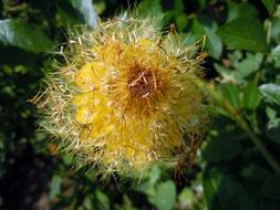 seed head of plant with ripe parachute seeds