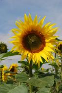 Sunflower Flowers Seeds