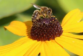 Close-up of the bee on the beautiful, blooming, yellow, brown and purple coneflower