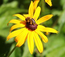 Coneflower and Bee Nectar