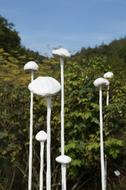 Art Mushrooms White