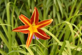 romantic Bloom