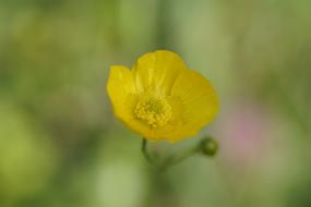Buttercup soft yellow
