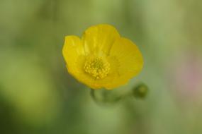 Buttercup Yellow Flower green background