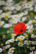 Poppy Red Field flowers