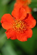 Japonica Red Flower close-up on blurred background