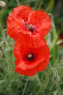Poppies Red Petals green grass