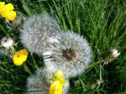 Close-up of the beautiful, white dandelion and yellow flowers, among the green grass