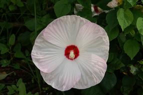 white Hibiscus Flower with red core