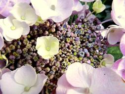 romantic Hydrangea Flower