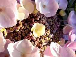 Hydrangea Blossom, macro