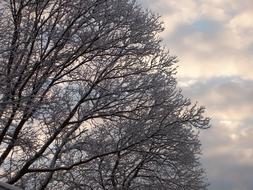 Snow Trees Clouds