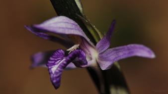Close-up of the beautiful, lilac and white flower on the stem