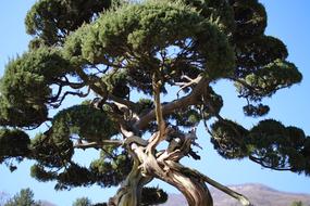 Arboretum Wood Pine