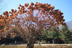 Arboretum Wood