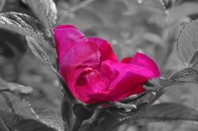 Hibiscus Blossom pink grey background