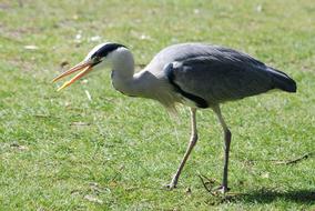 Grey Heron Ardea Cinerea bird