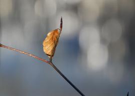 Autumn Golden Leaf on branch