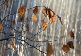 Autumn Leaves Golden