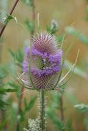 Teazel Dipsacus Seed