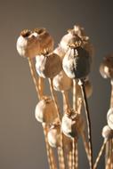 dry Poppy Flowers at sunlight