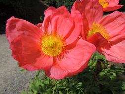 charming beautiful Flower Red close-up