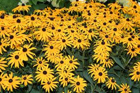 Coneflower Flowers Yellow