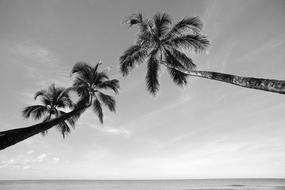 Palm Trees at The Sea beach