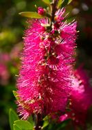 Callistemon Bottle-Brush pink