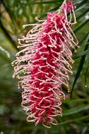 Grevillea, exotic Pink and White Flower, australia
