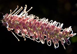 Close-up of the beautiful and colorful Grevillea flower, in light, at black background