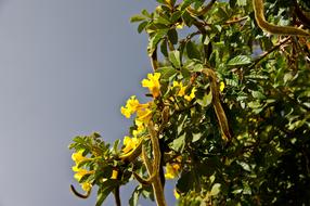 Seed Pods yellow Flowers