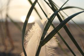 Feather Grass