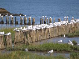 Gulls Wadden Sea Tides North