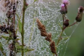 Drops Web Dew