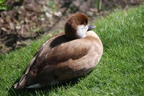 Red Crested Netta Rufina Pochard
