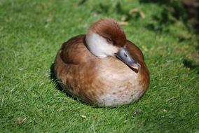 Pochard Red Crested Netta Rufina