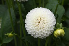 Dahlia, White Flower and two buds