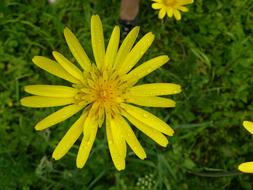 Pointed Goatee Flower Yellow in the garden
