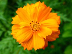 wondrous Wildflower Orange