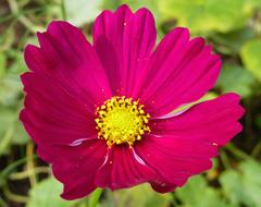 wondrous garden Blossom