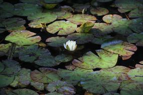 Lotus Spring Summer White