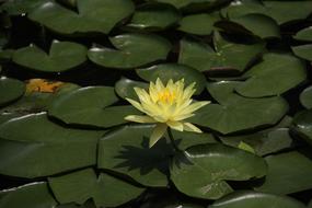 Lotus Leaf Yellow