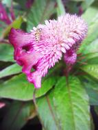 Cristata Bee The Depth Of