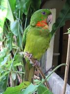 Perico Green Parrot bird